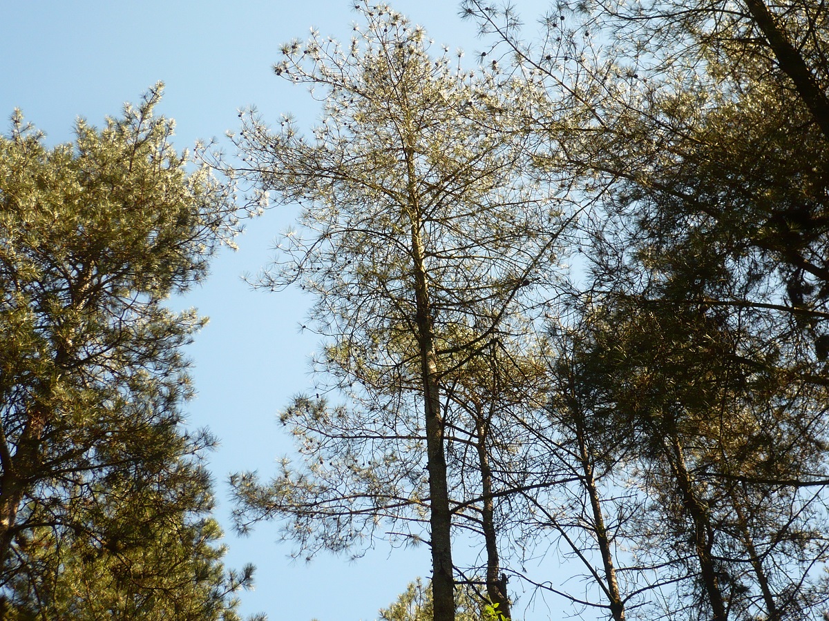 Pinus nigra subsp. salzmannii (Pinaceae)